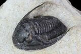 Bargain, Cornuproetus Trilobite Fossil - Morocco #105970-3